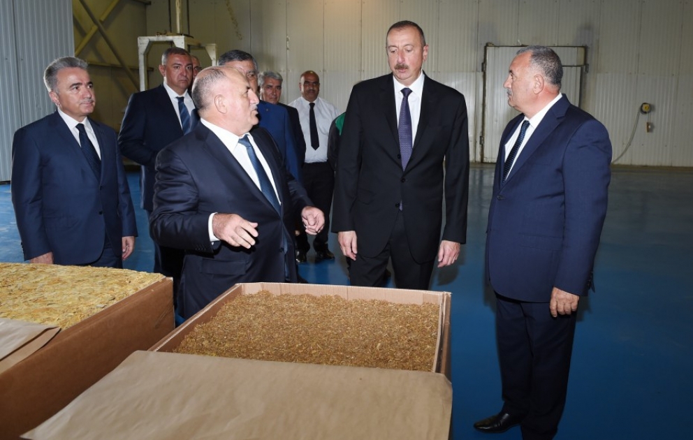 Prezident İlham Əliyev Zaqatalada tütün emalı zavodunun fəaliyyəti ilə tanış olub VİDEO