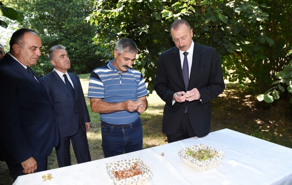 Qaxın Lələpaşa kəndinin sakini Allahverdi Şirinovun fındıqçılıq təsərrüfatında yaradılan şəraitlə tanışlıq VİDEO