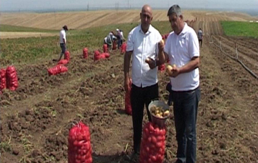 Qazaxlı fermerlər kartof sahələrinin hər hektarından 45 tona yaxın məhsul yığırlar VİDEO