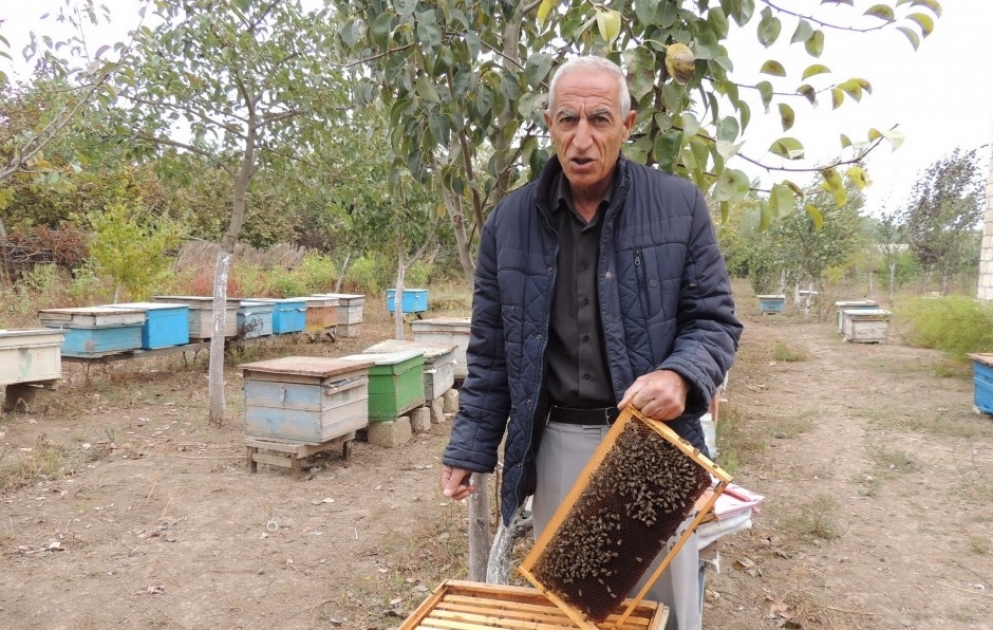 Laçınlı məcburi köçkün Bakı yarmarkasına 350 kiloqram bal çıxaracaq VİDEO