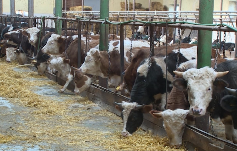 Şimal bölgəsində bu il süni yolla mayalandırılan heyvanlardan 4 min 859 baş bala alınıb VİDEO