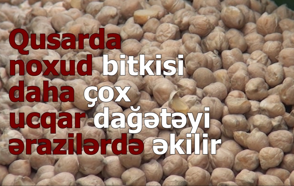 Qusarlı təsərrüfatçıların noxud əkininə marağı artıb VİDEO