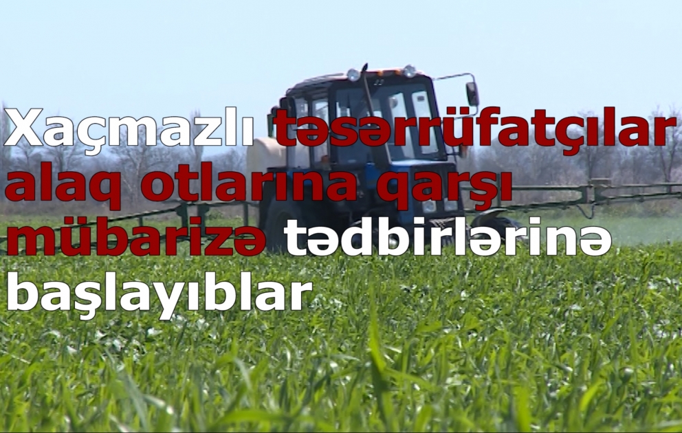 Xaçmazlı təsərrüfatçılar taxıl zəmilərində alaq otlarına qarşı mübarizə tədbirlərinə başlayıblar VİDEO