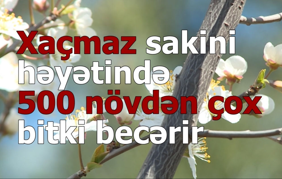 Xaçmaz sakininin parka bənzəyən bağı VİDEO