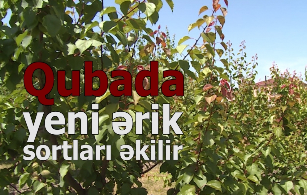 Qubada salınan yeni ərik bağlarında Avropadan gətirilən sortlar əkilir VİDEO