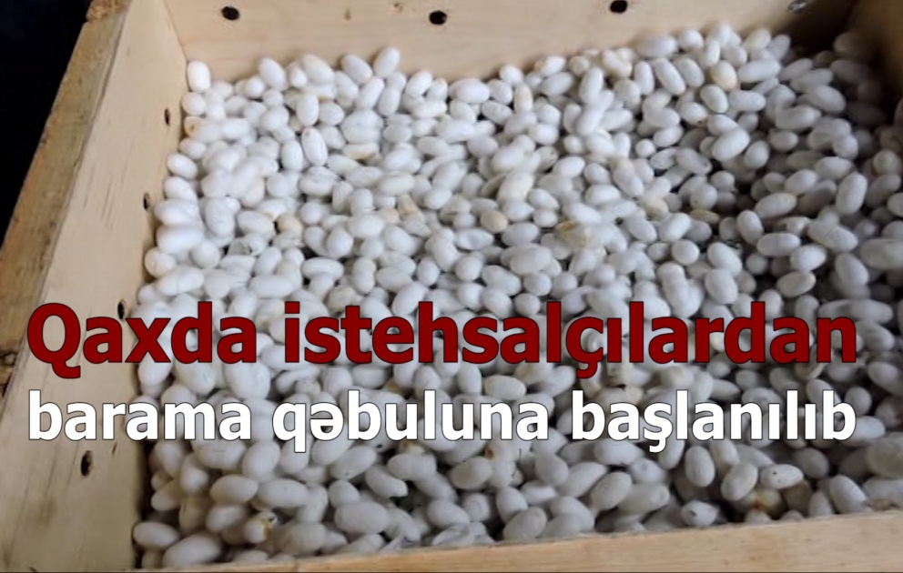 Qax: baramaçılıqda bu il üçün hədəf 25 tondur VİDEO
