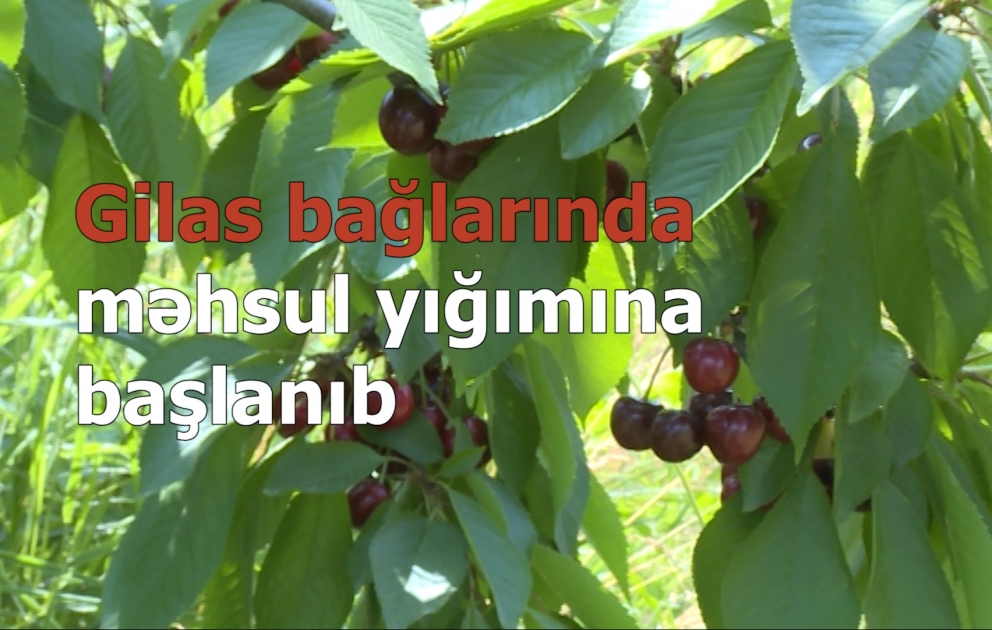 Xaçmaz bağlarında gilasın bir kiloqramı 1,5-2 manata satılır VIDEO