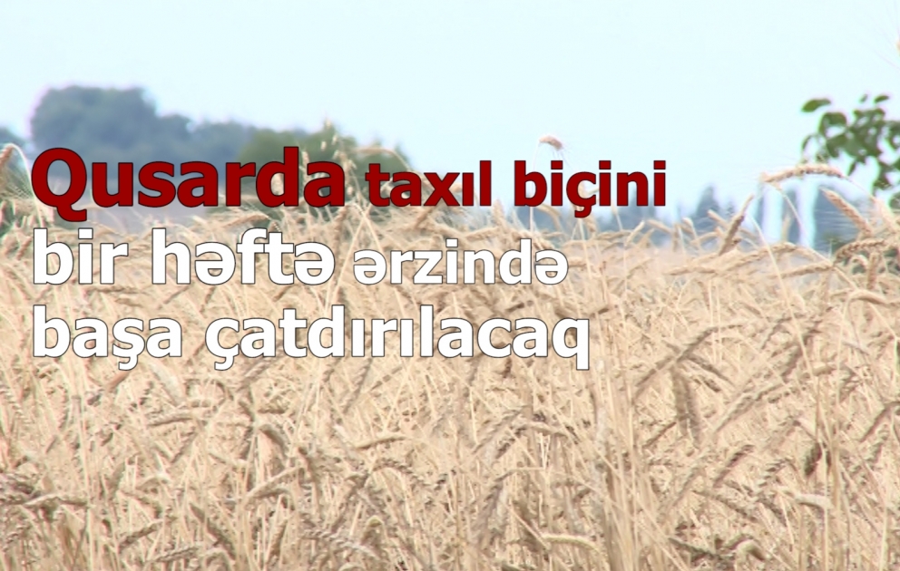 Qusarda taxıl biçini bir həftə ərzində başa çatdırılacaq VİDEO