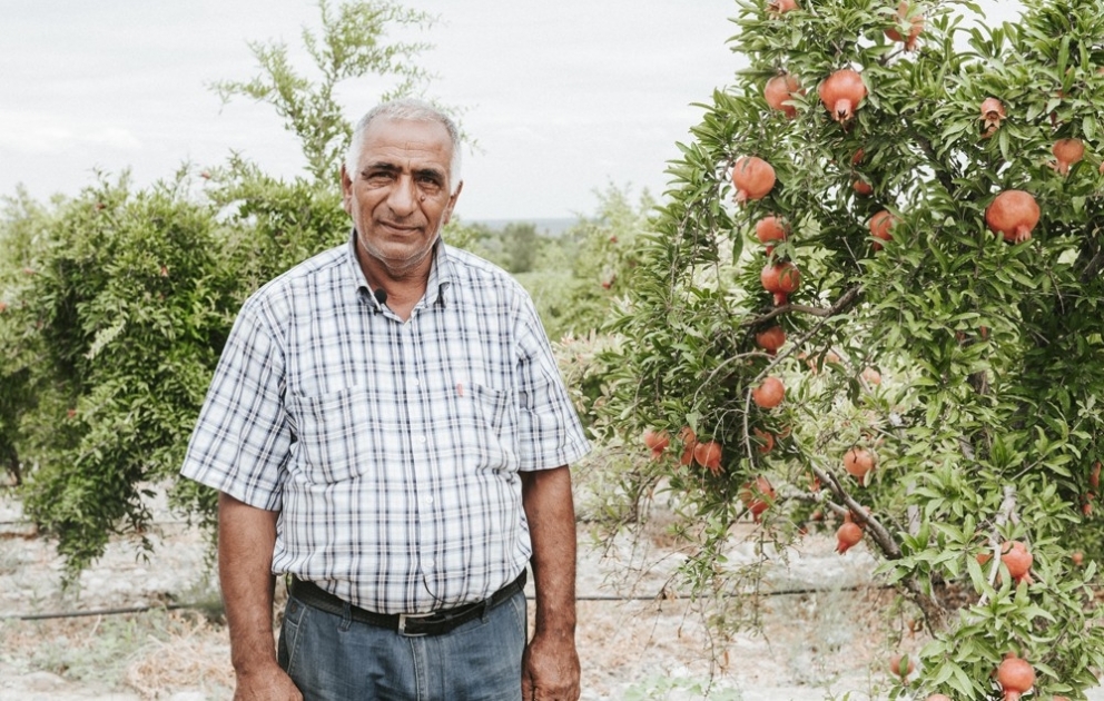 Göyçaylı fermer 40 hektar nar bağında yüksək keyfiyyətli məhsul yetişdirir FOTO VİDEO