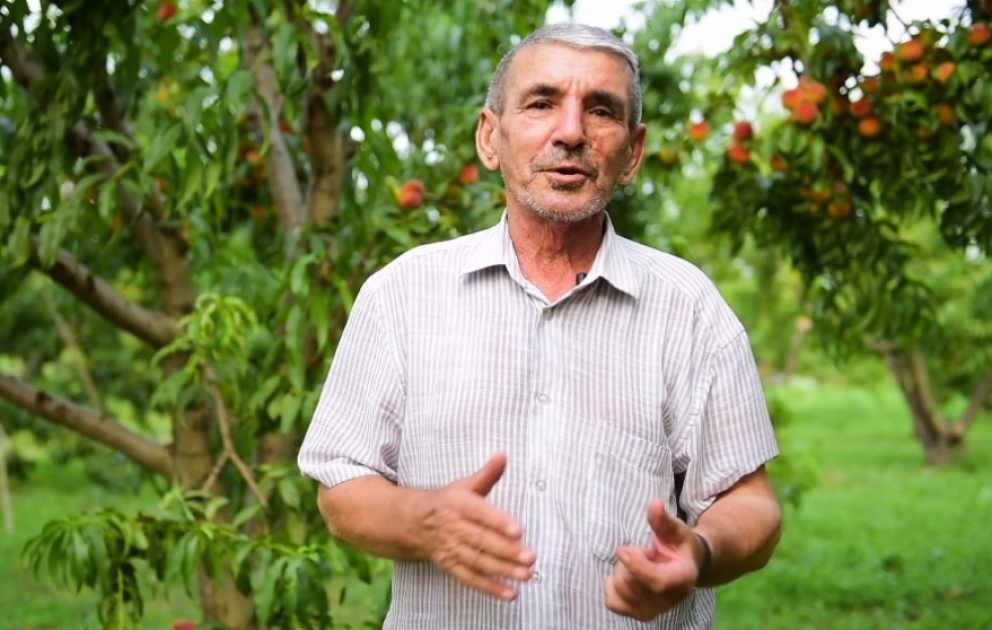 Xaçmazlı fermer: Müştəri sarıdan problemimiz yoxdur  FOTO VİDEO