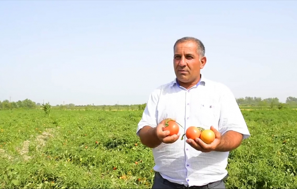 Fermer Cavanşir Paşayev: İndiyə kimi pomidor becərib ziyana düşən adam görməmişəm  FOTO VİDEO