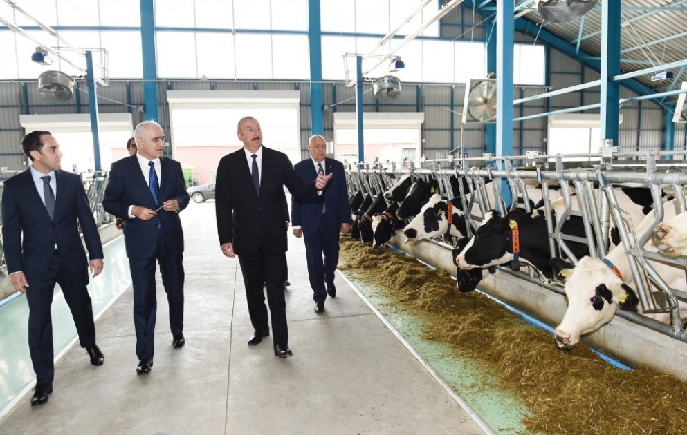 President Ilham Aliyev attended opening of 1000-head modern cattle-breeding complex in Ismayilli district VIDEO