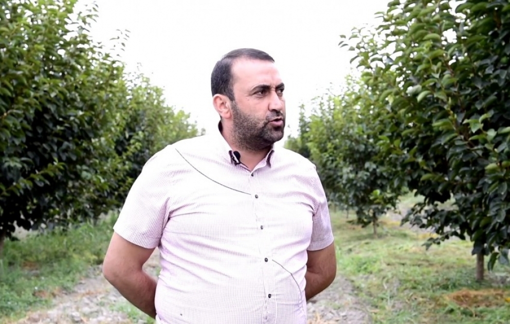 Göyçaylı fermer: Yetişdirdiyimiz xurmaya daxili və xarici bazarlarda böyük tələbat var VİDEO