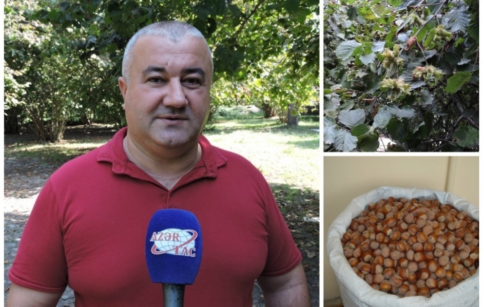 Zaqatalalı fermer: Hər il fındıqçılıqdan 10-12 min manat gəlir götürürəm VİDEO