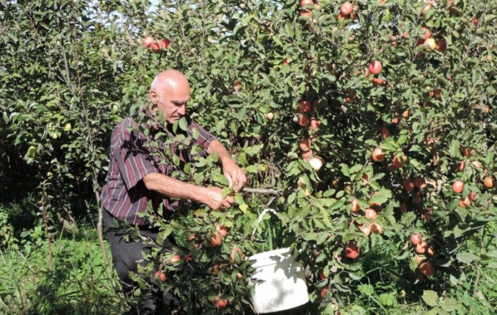 “Qubalı Miçurin” bağında 25 ton yapon alması yetişdirib VİDEO