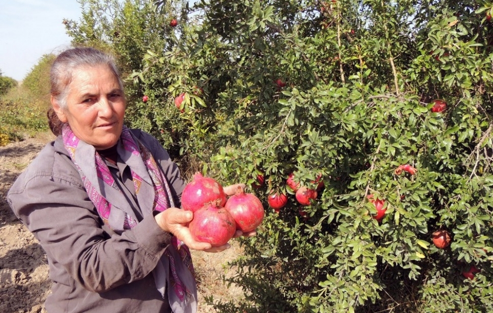 Füzulili fermer: məqsədimiz dövlətin qayğısından bəhrələnərək, təsərrüfatı daha da genişləndirməkdir VİDEO