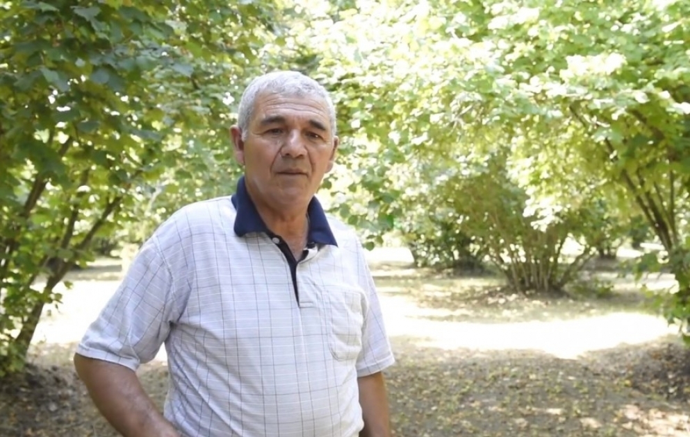 Oğuzlu fermer: Günəş işığı düşən fındıq kolunun məhsulu bol olar VİDEO
