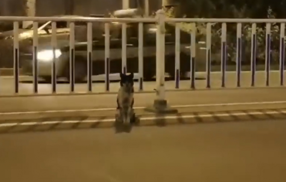 Çində vəfalı it üç aydır ki, sahibinin həlak olduğu yerdə onun yolunu gözləyir VİDEO
