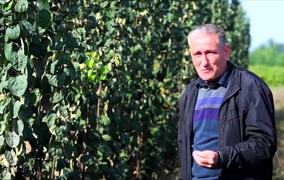 Mütalib Qurbanov: Fermerlər ting alarkən təsərrüfat rəhbərləri ilə müqavilə bağlamalı, sertifikat tələb etməlidirlər VİDEO