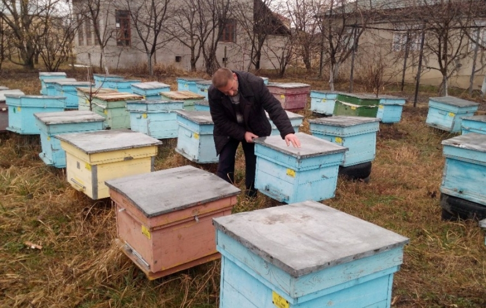 Qubalı arıçılara 189 min 830 manat subsidiya ödənib VİDEO