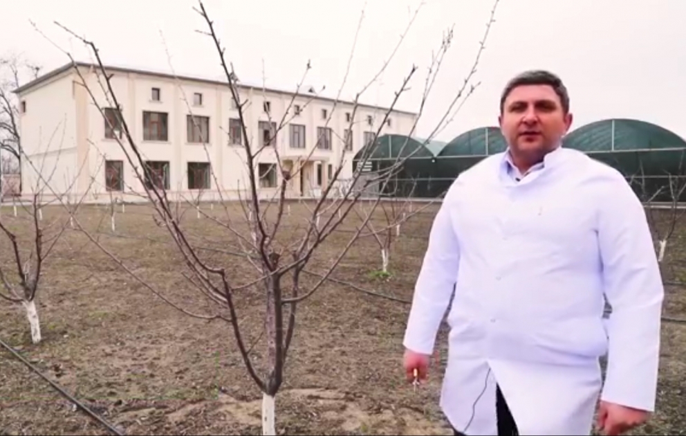 Ağaclarda qış budanması necə aparılmalıdır? VİDEO