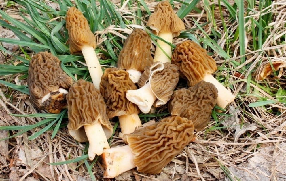 Yığılması çətin, bişirilməsi rahat - quzuqarnı göbələyi VİDEO