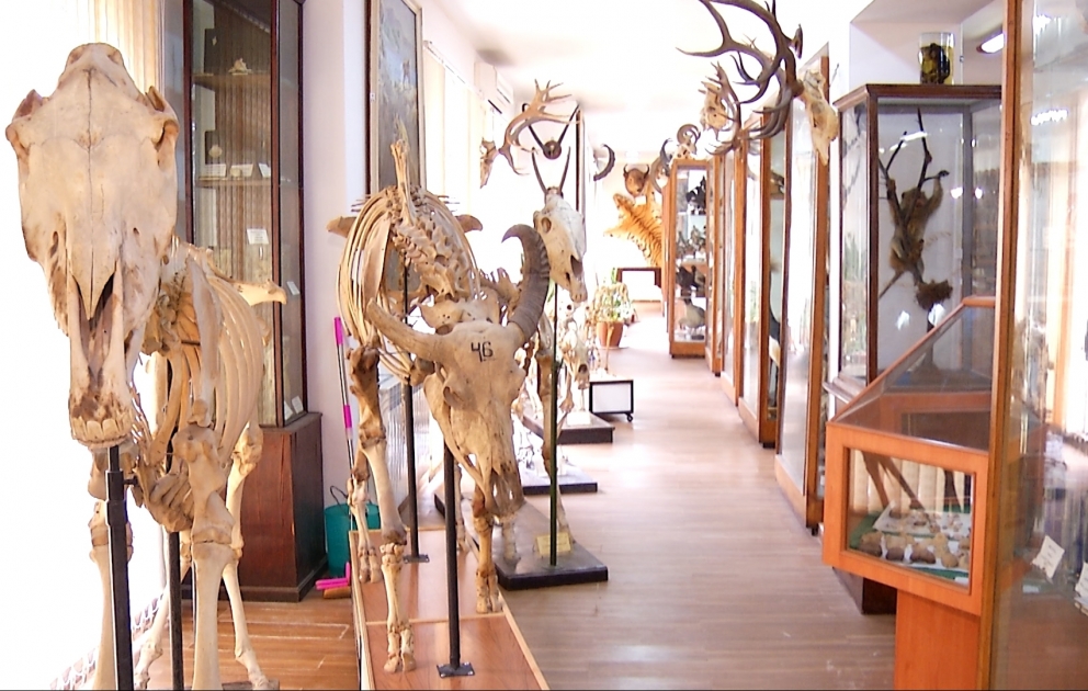 Azərbaycan ərazisindən tapılan qədim heyvan sümükləri - fil, kərgədan, nəhəng kaftar... VİDEO