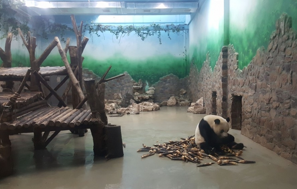 “Çin-Avrasiya” layihəsinin iştirakçıları panda qoruğunda olublar VİDEO