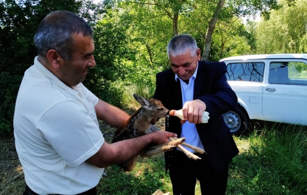 Şahdağ Milli Parkının əməkdaşı köməksiz vəziyyətdə qalan cüyür balasını xilas edib VİDEO