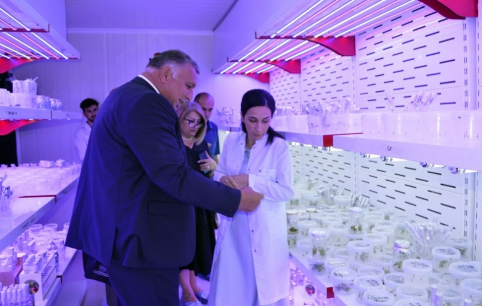 Azərbaycanda şərabçılıq üçün vacib yerli üzüm sortlarının əkin materialları mikroklonal üsulla çoxaldılacaq VİDEO