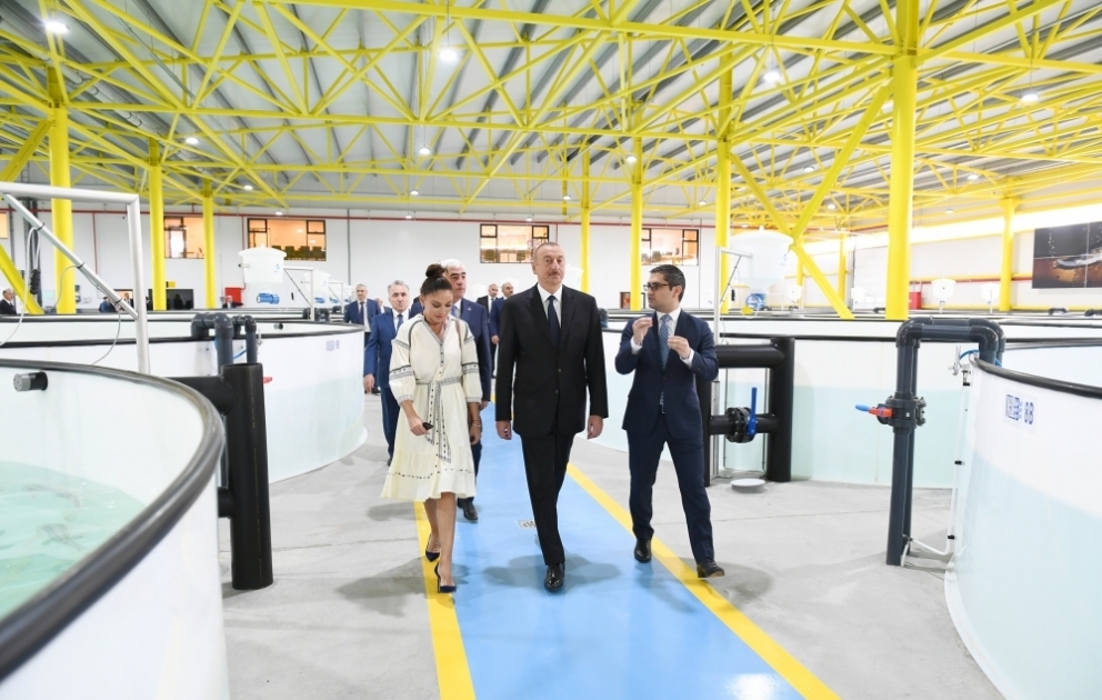 President Ilham Aliyev familiarized himself with production process at NaraMIZ fish farm in Pirallahi district VIDEO