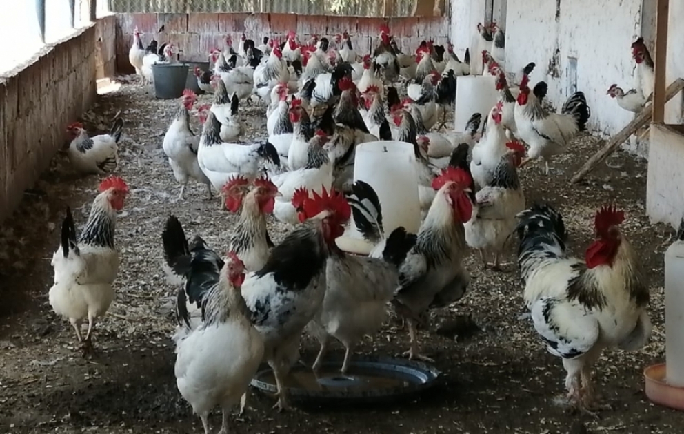 Bölgələrdə quşçuluq təsərrüfatları inkişaf etdirilir –  Masallıdan reportaj VİDEO