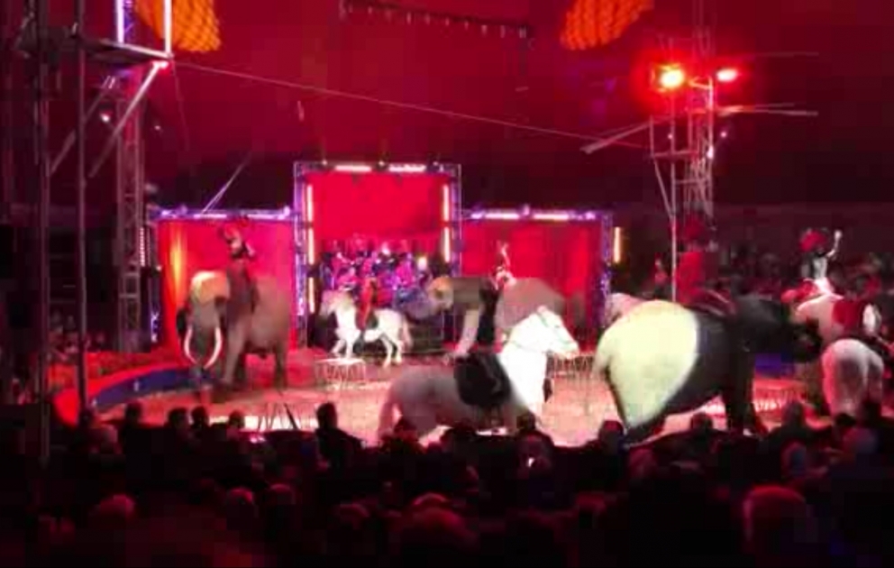 В Будапеште появится новый цирк ВИДЕО
