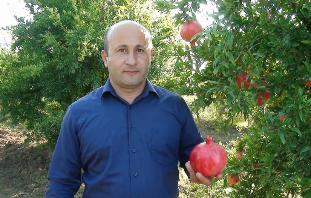 Biləsuvar narı Rusiyaya ixrac olunur VİDEO