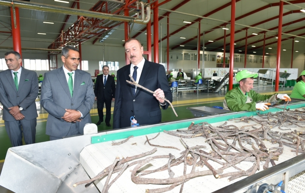 President Ilham Aliyev inaugurated Liquorice Industry Park in Aghdash VIDEO