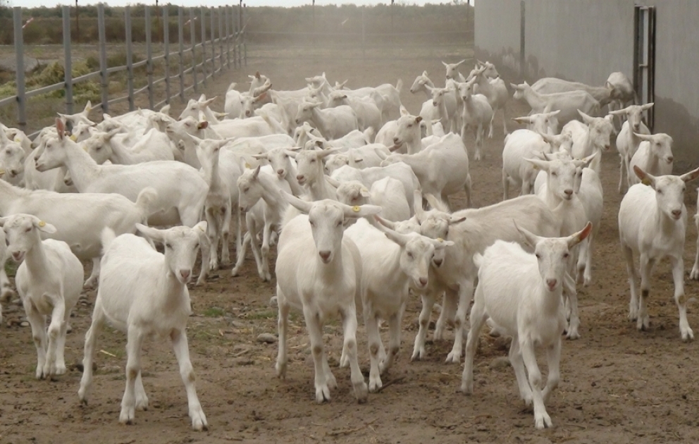 Diri çəkisi 70 kiloqrama çatır, 700-800 litrə yaxın süd, hər dəfə isə 2-3 bala verir -Keçi təsərrüfatından REPORTAJ VİDEO