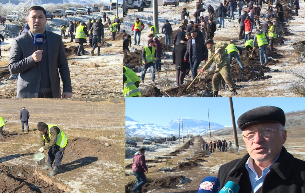 Bir gündə 650 min ağac əkək: Azərbaycanın “şimal qapısı” sayılan Qusardan FOTOREPORTAJ VİDEO