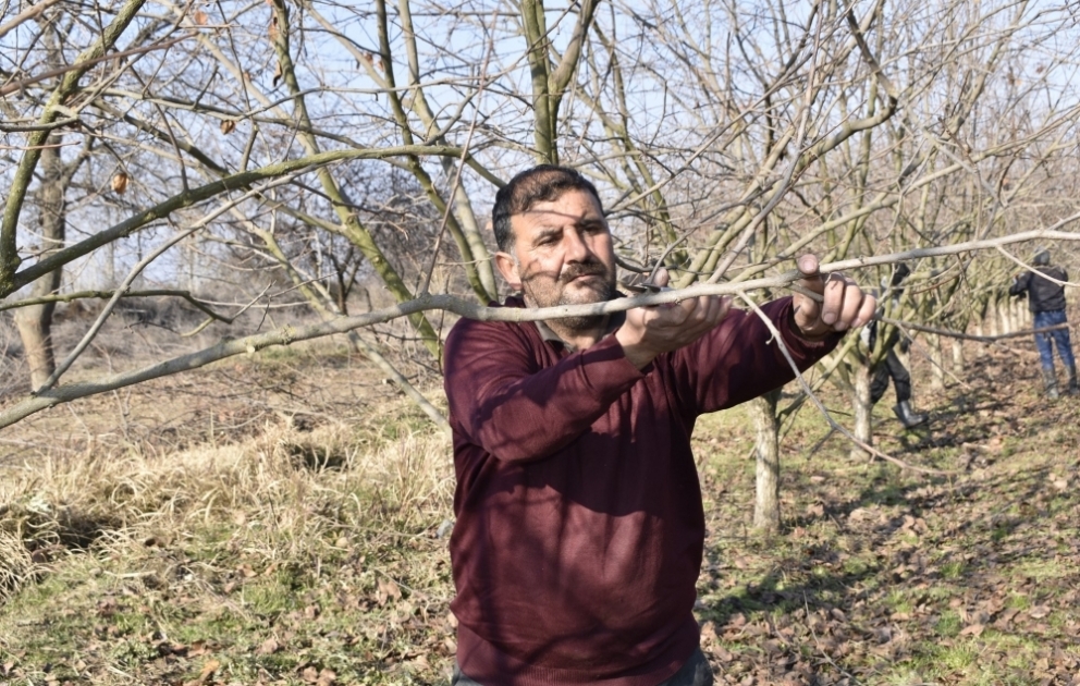 Tərtərli fermer: Ağaclar budandıqda cavanlaşır, məhsuldarlığı artır  FOTO VİDEO