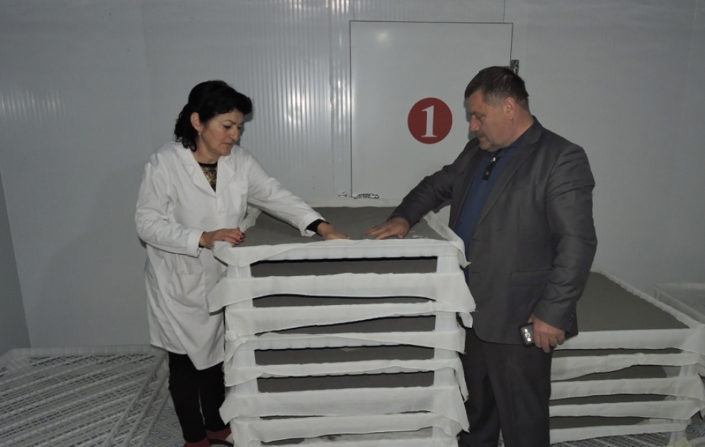 Qax Damazlıq İpəkçilik Stansiyasında 146 kiloqram elit və hibrid ipəkqurdu toxumu istehsal olunub VİDEO