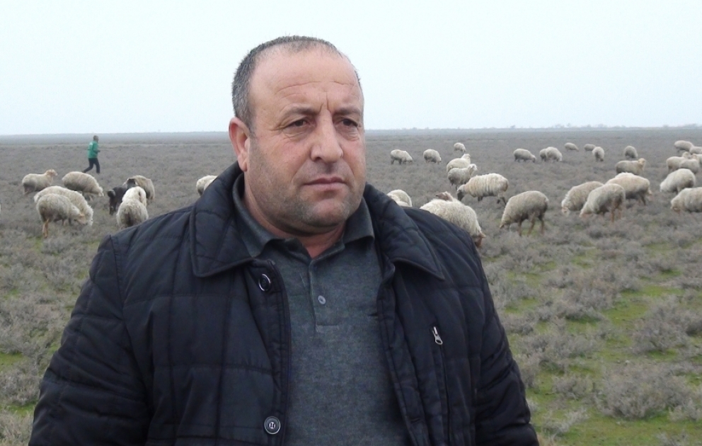 Biləsuvarlı fermer: Rayonumuzda yun emalı müəssisəsi olarsa, işimiz də asanlaşar VİDEO