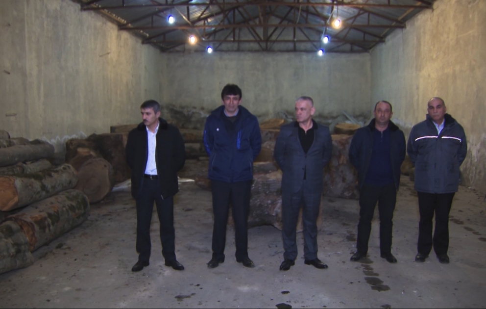 DİN: Oğuz və Qəbələ meşələrində ağacları kəsib satan mütəşəkkil dəstə ifşa olunub VİDEO