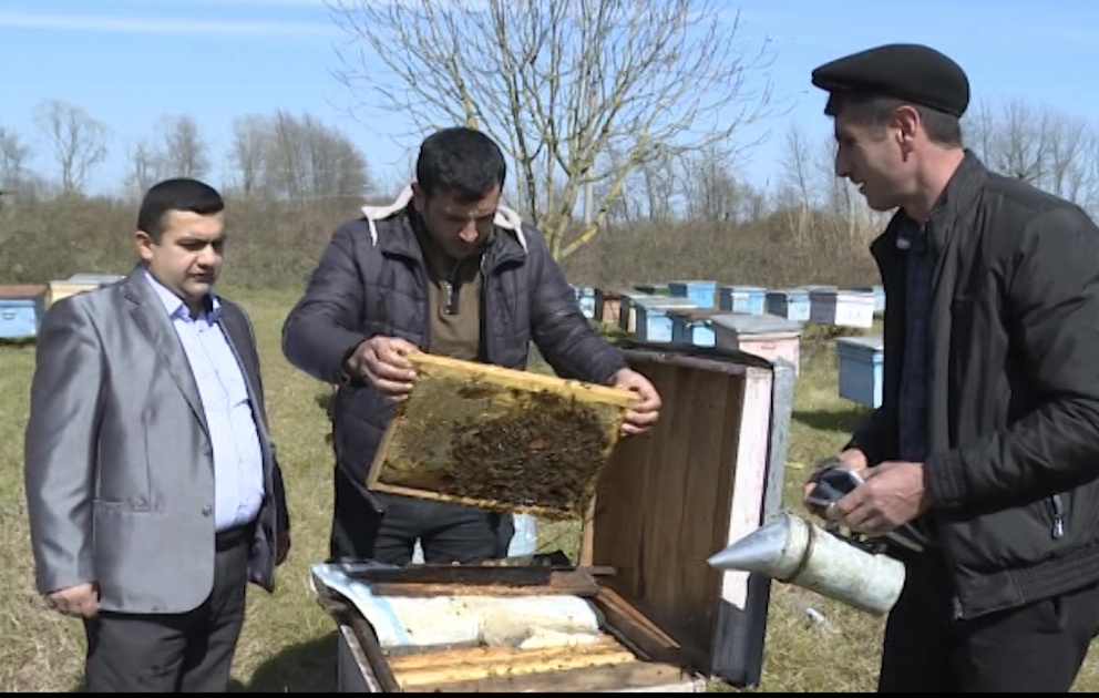 Keyfiyyətli və bol məhsulun təməli, ilk növbədə, arıxanalara və arılara düzgün qulluq etməklə qoyulur – Astaradan reportaj VİDEO