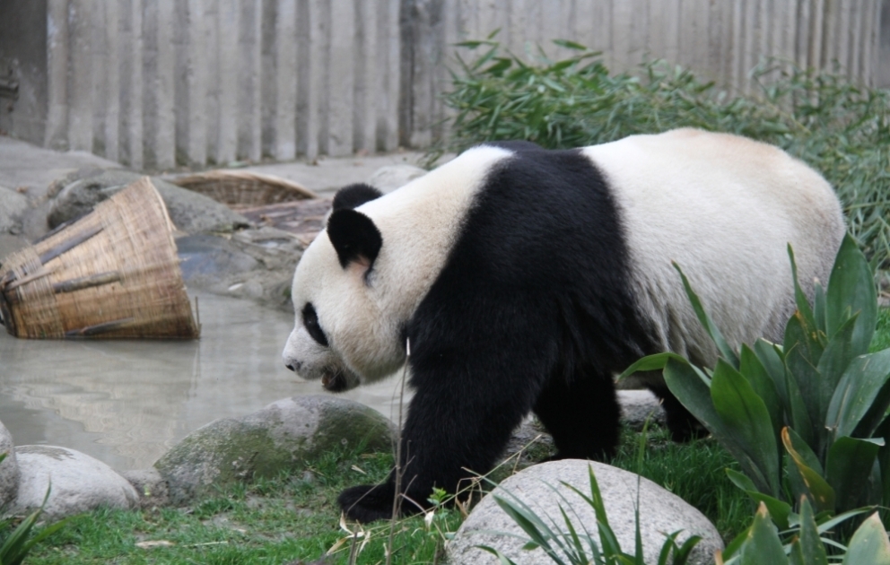 Çində panda qoruqları turistlər üçün açıq elan edilib  VİDEO