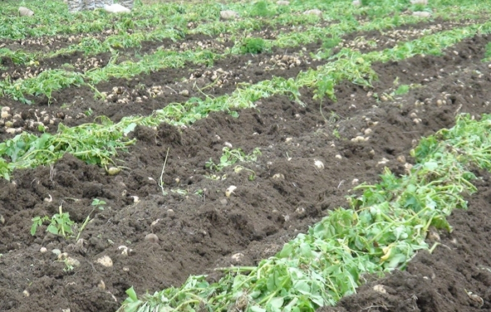 Rusiya bazarlarına qısa müddətdə 2500 tona yaxın Cəlilabad kartofu çıxarılıb VİDEO