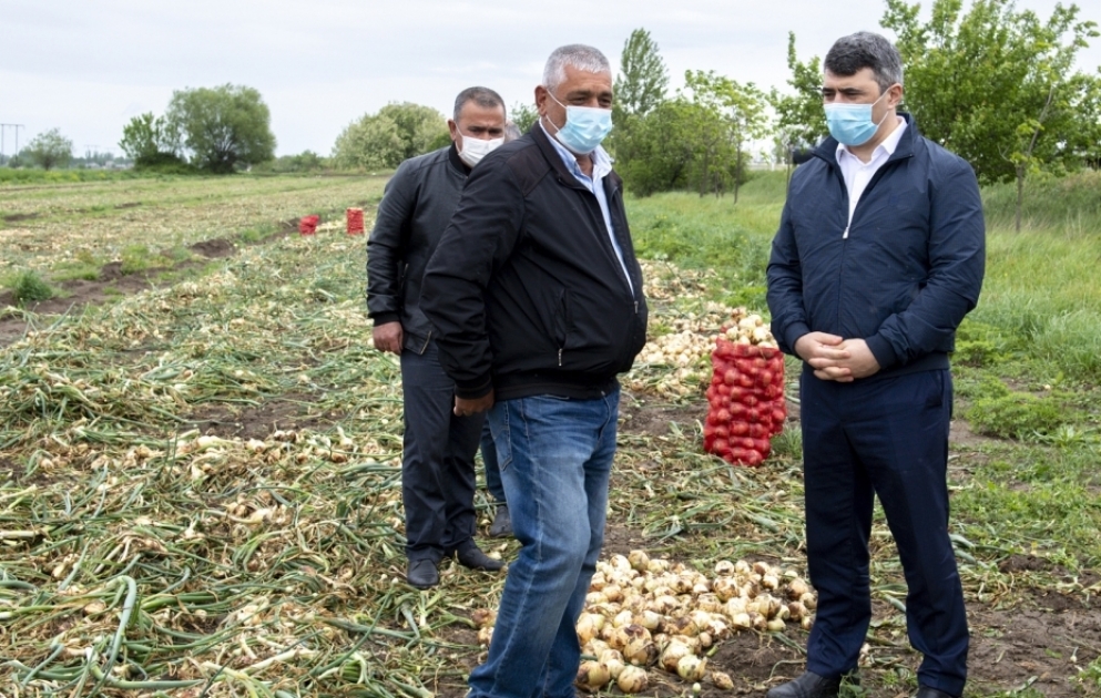 Kənd Təsərrüfatı naziri İnam Kərimov Bərdə və Tərtərdə əkin sahələrinə baxış keçirib VİDEO