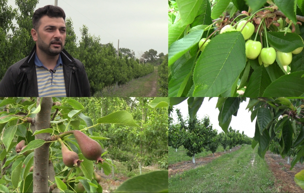 Qusarlı fermer: Rusiyanın böyük market şəbəkələri bizimlə ticarət əlaqələri qurur VİDEO