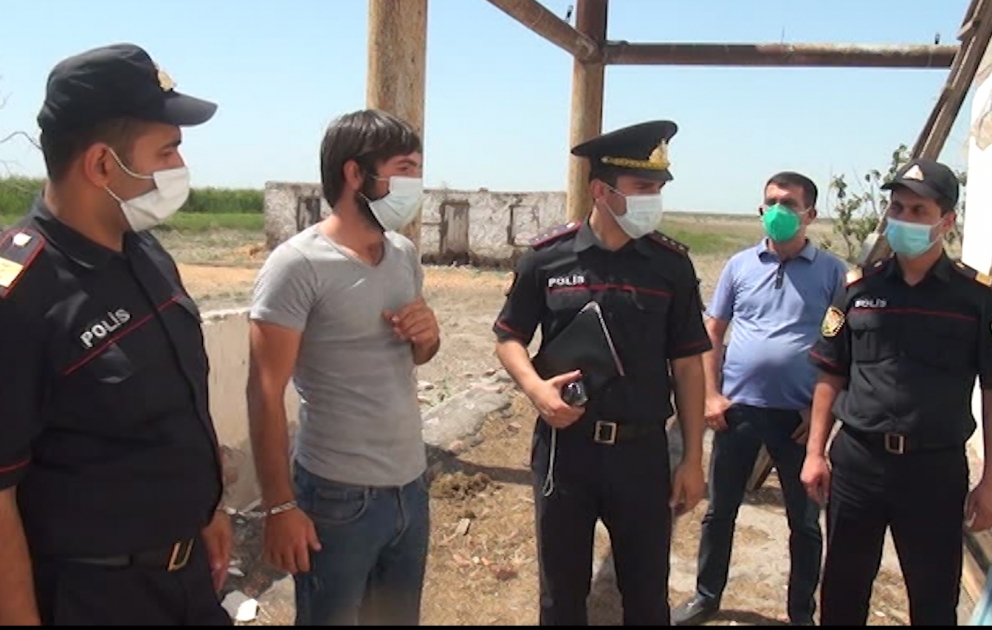 Kürdəmir polisi 12 baş iribuynuzlu heyvan oğurlayan şəxsi saxlayıb VİDEO