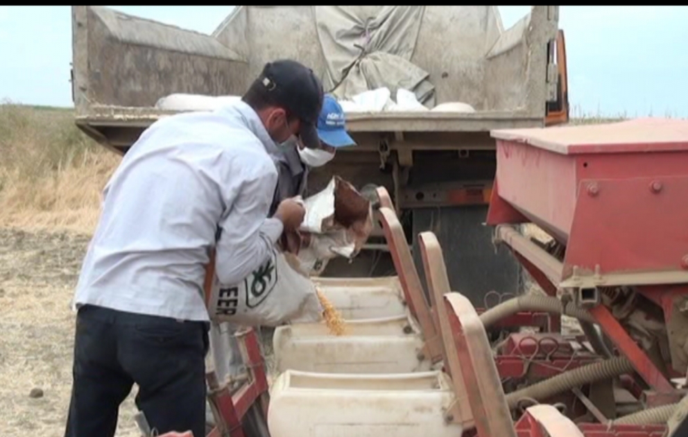 Fermerlərə təkrar əkin üçün subsidiyaların verilməsi bu sahədə canlanmaya səbəb olub VİDEO