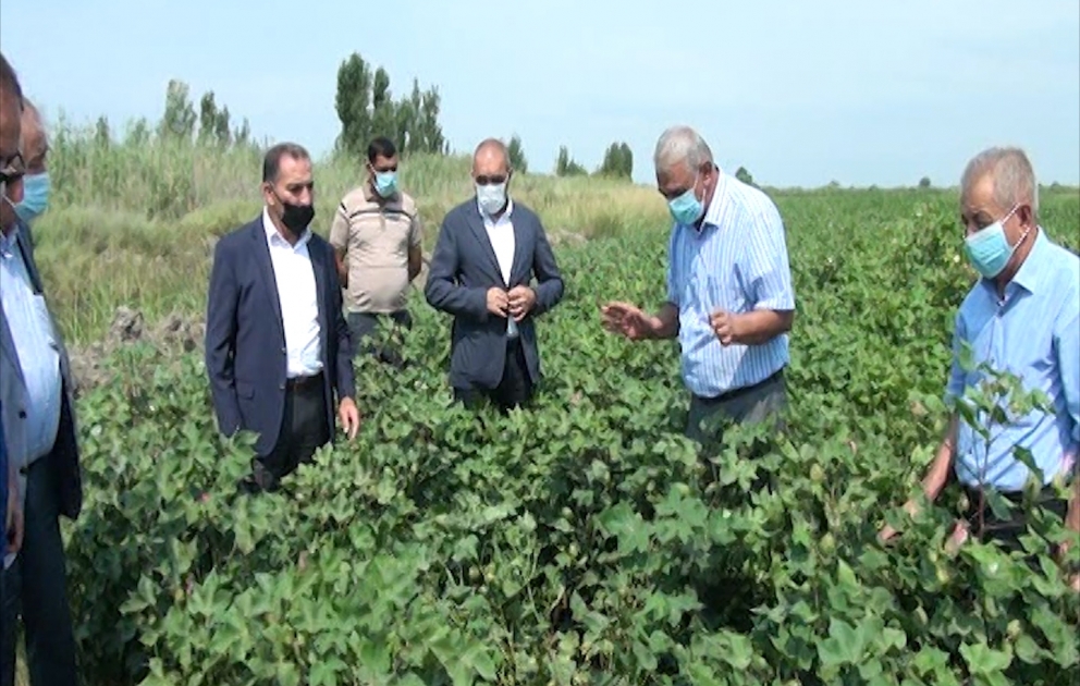 Sabirabadlı fermerin pambıq sahəsində yeni becərmə texnologiyasına baxış keçirilib VİDEO
