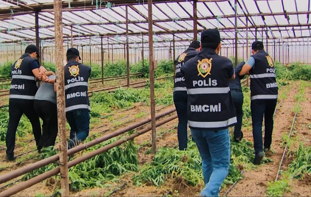 Polis əməkdaşları 1 tona yaxın narkotik tərkibli çətənə kolunu qanunsuz dövriyyədən çıxarıblar VİDEO